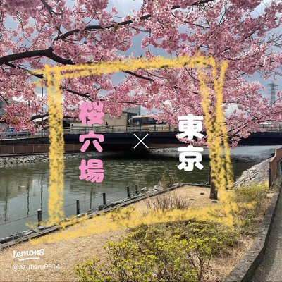 🌸 신카와 강 천 그루 가와즈 벚나무 (신카와센본자쿠라) 이미지 2